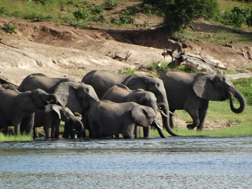 Elephants at Chobe